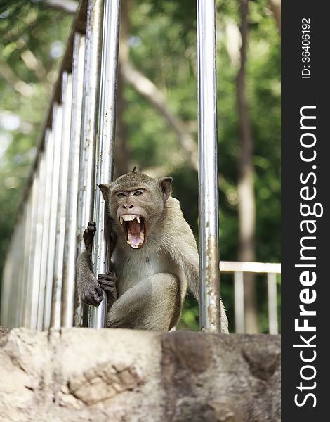 Thai monkey in Rachaburi , Thailand.