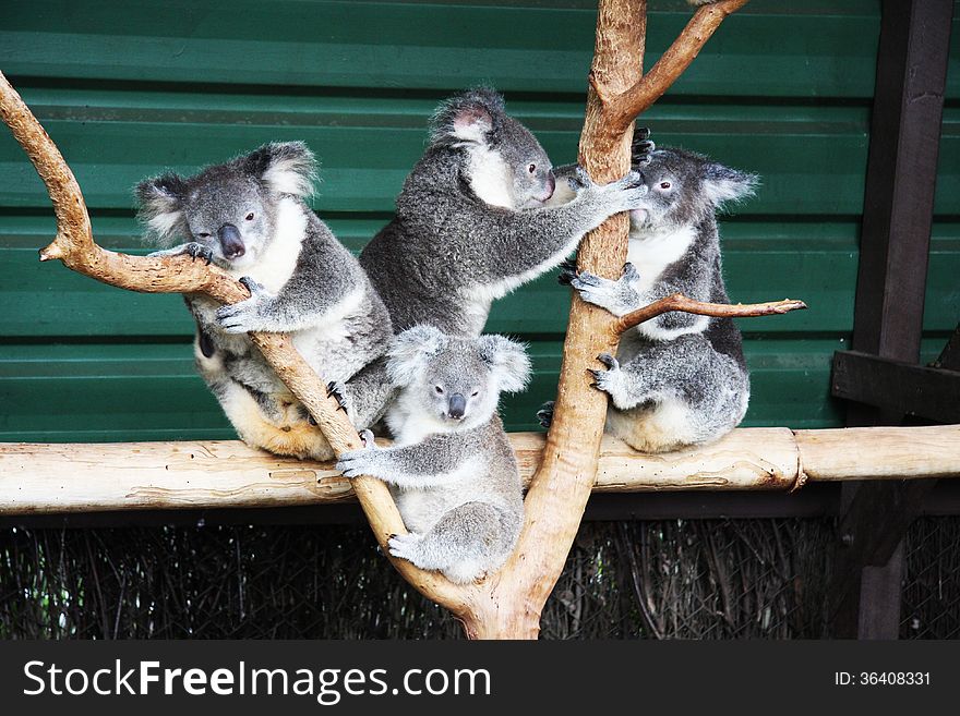 Group of koala's enjoying their day at wildlife park adelaide australia. Group of koala's enjoying their day at wildlife park adelaide australia