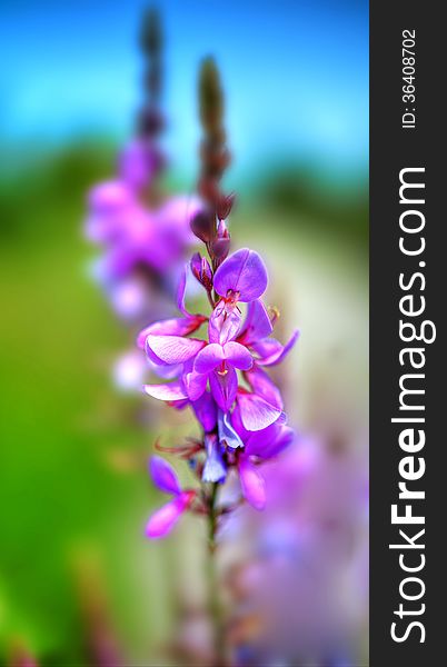 Soft Focus gives this shot airiness. This wonderful image can decorate your bedroom or lounge. Soft Focus gives this shot airiness. This wonderful image can decorate your bedroom or lounge.