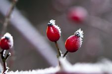 Rose Hips In Winter Stock Images