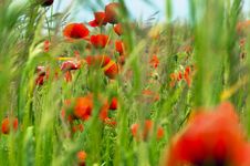 Red Poppies Stock Images
