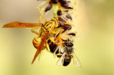 Wasp And Bee Royalty Free Stock Photography Wasp And Bee Royalty Free Stock Photography