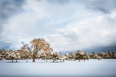 Trees In The Snow - Dramatic Winter Landscape Royalty Free Stock Images Trees In The Snow - Dramatic Winter Landscape Royalty Free Stock Images