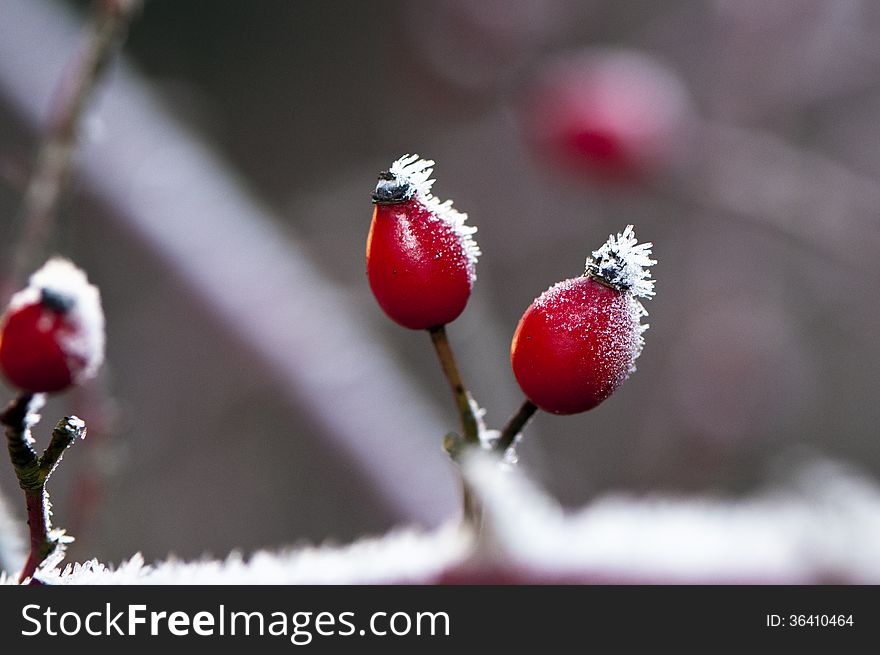 Rose Hips In Winter