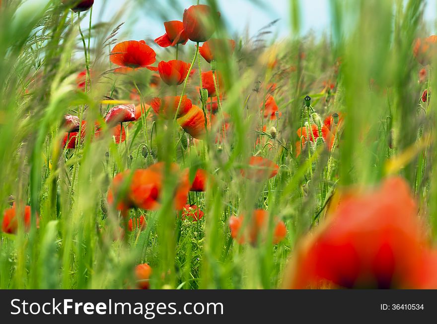 Red poppies on a field in spring