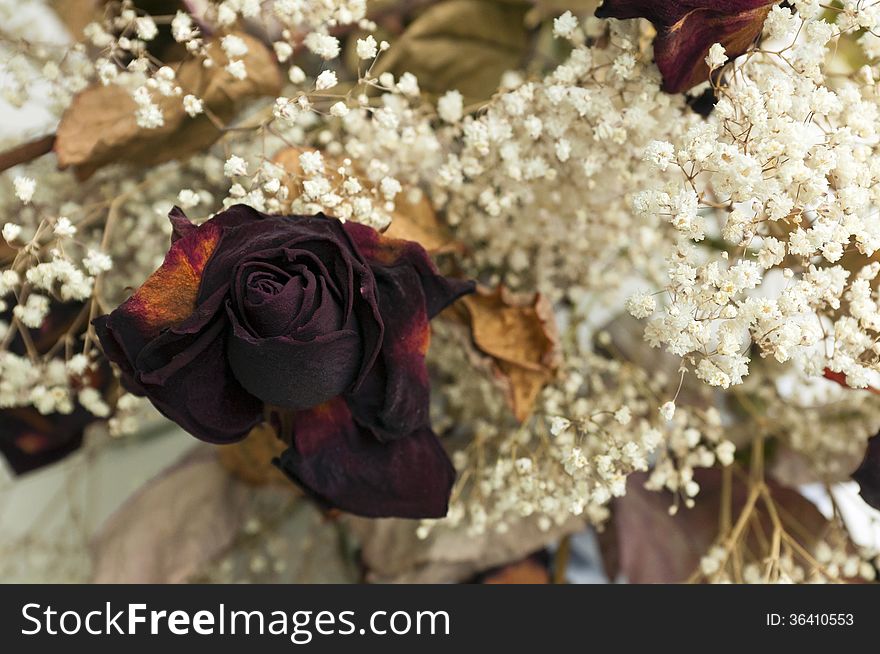 A bouquet of dried roses and other white flowers. A bouquet of dried roses and other white flowers