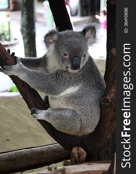 Koala sitting in a tree enjoying the day at a wildlife park in Adeliade Australia