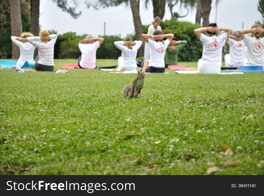 European brown squirrel during exercise session