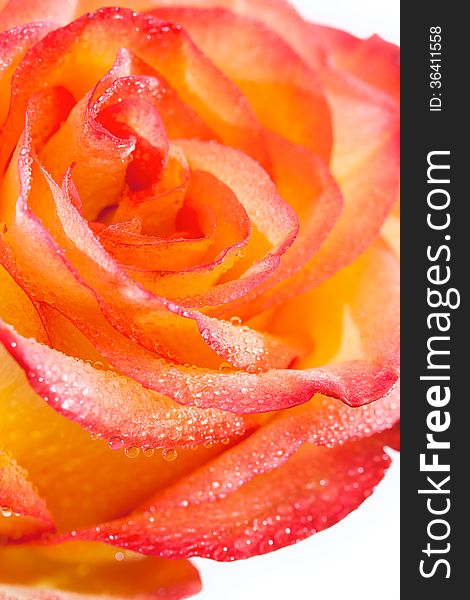 Orange-red rose on a white background. Orange-red rose on a white background