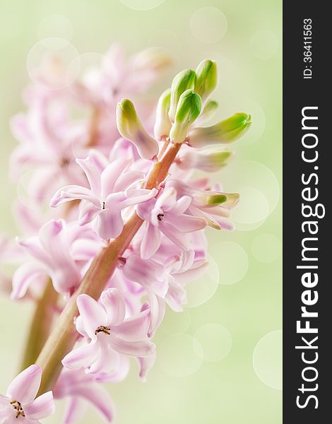 Flower of Pink hyacinth