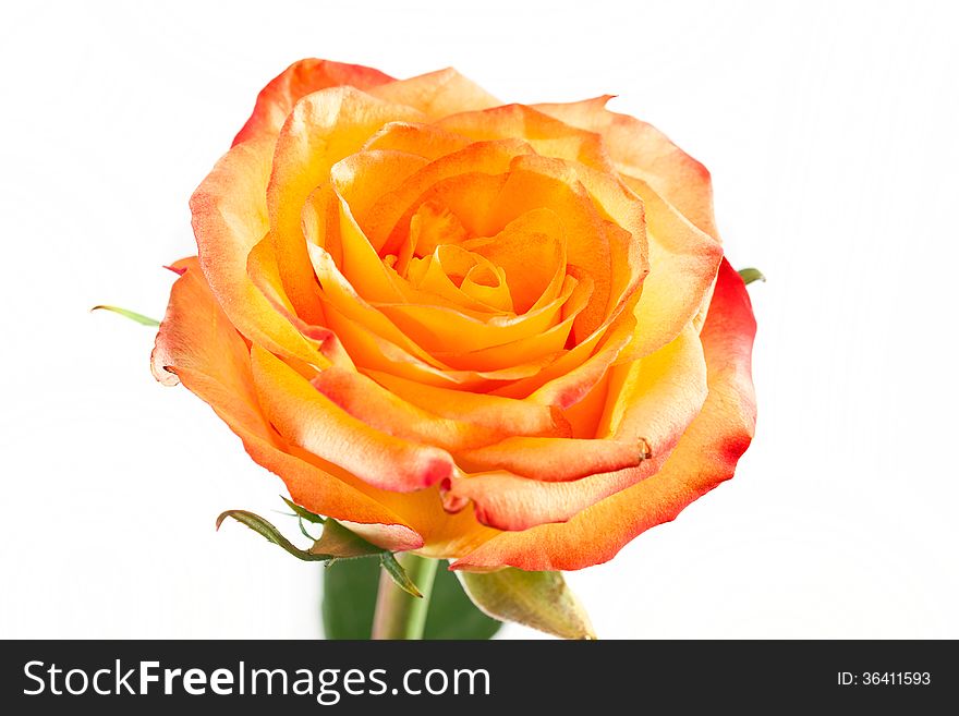 Orange-red rose on a white background. Orange-red rose on a white background