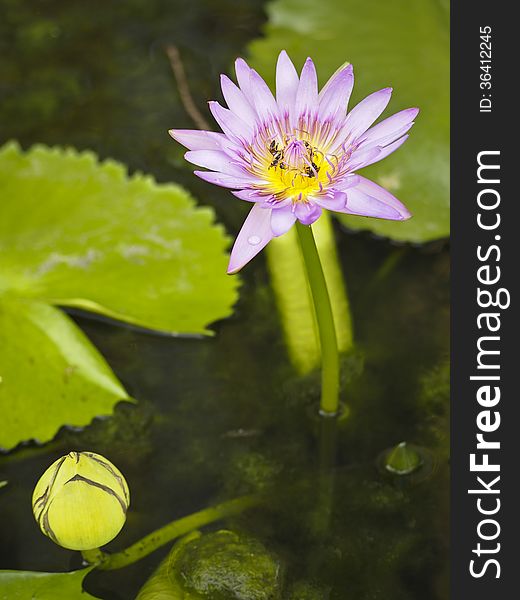 Purple lotus bloom and bud in green pond. Purple lotus bloom and bud in green pond