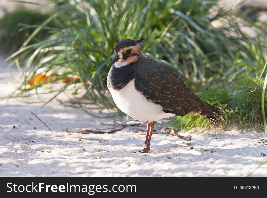 The Northern lapwing, also known as the peewit or pewit, green plover