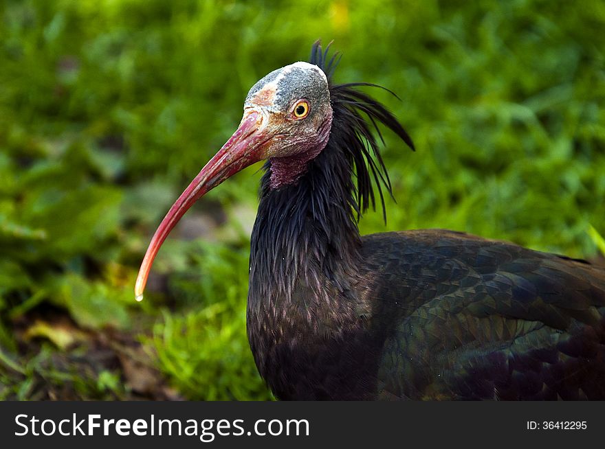 The Northern Bald Ibis, Hermit Ibis, or Waldrapp