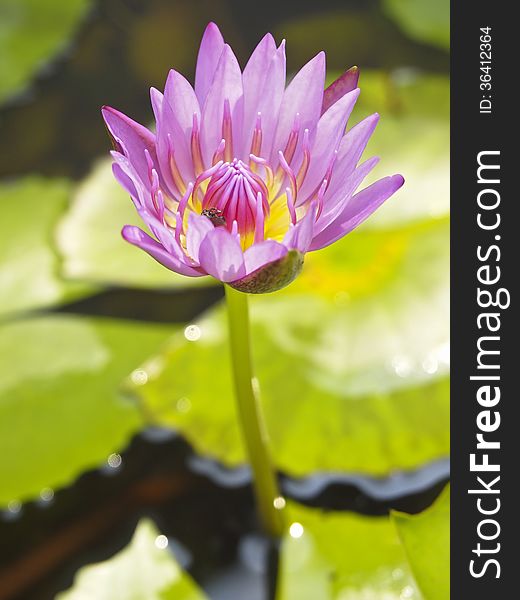 Close up of beautiful purple lotus bloom in sunlight. Close up of beautiful purple lotus bloom in sunlight