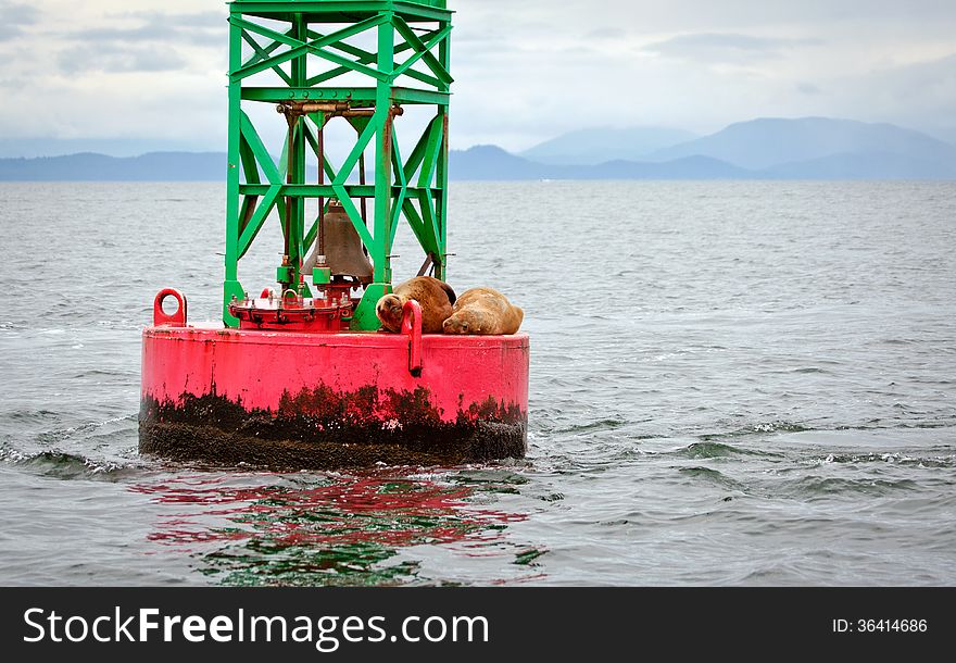 Sea lions resting on a buoy in Alaska. Sea lions resting on a buoy in Alaska