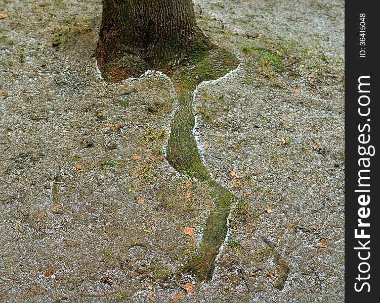 Long root of a tree strewn lightly with easy snow