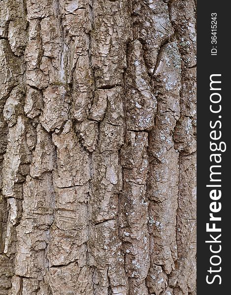 Wooden rind texture closeup pattern