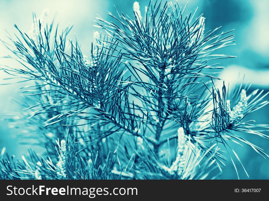 Photo of pine branches closeup