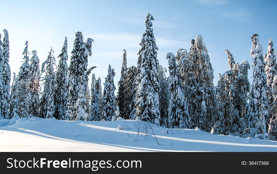 Forest in winter, Russia, Perm region. Forest in winter, Russia, Perm region