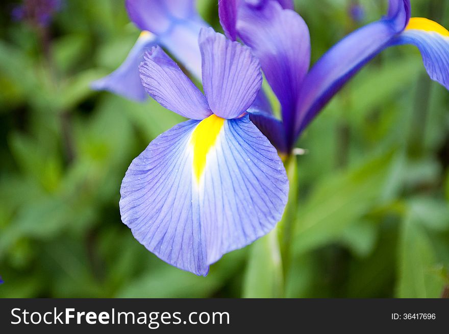 An up-close shot of a violet flower.