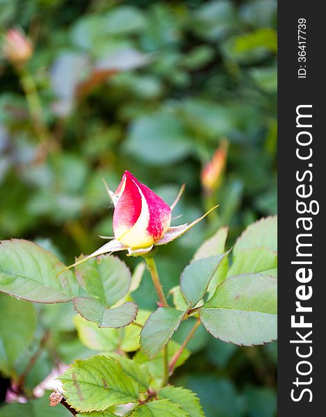 A single rose bud from the garden.