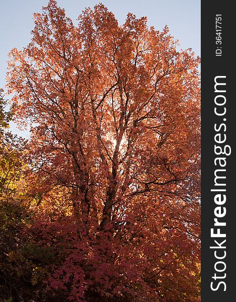 Tree in full autumn color with the sun shining behind it. Tree in full autumn color with the sun shining behind it.