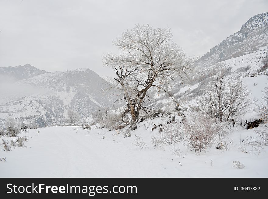 A tree with a mountain backdrop in winter. A tree with a mountain backdrop in winter