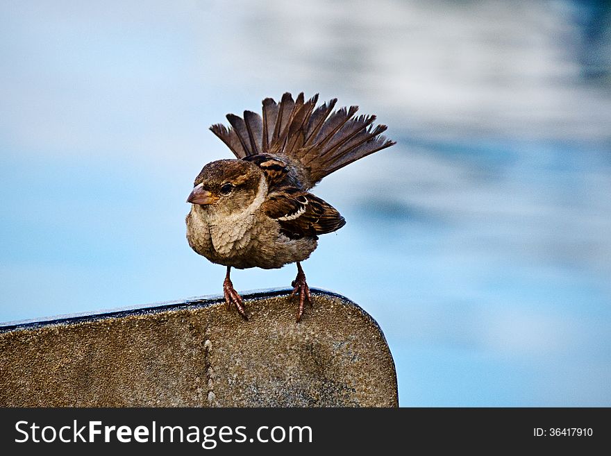 Little sparrow with tail fanned out ~ harbour background in soft-focus. Little sparrow with tail fanned out ~ harbour background in soft-focus.