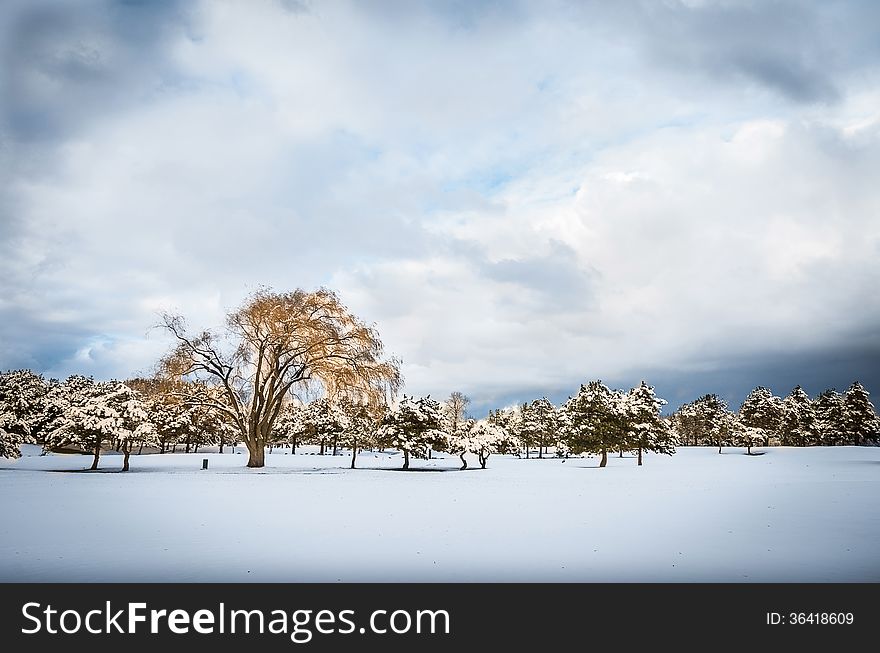 Trees in the snow in a dramatic winter landscape near Niagara Falls. Trees in the snow in a dramatic winter landscape near Niagara Falls