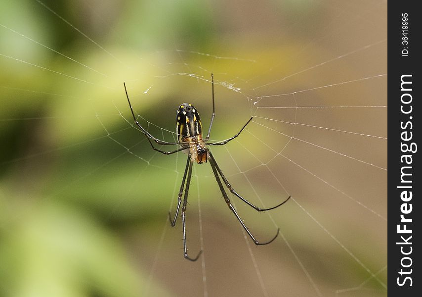 Orchard spider on web against a blurred foliage background