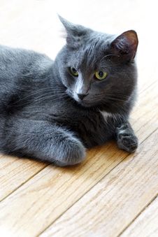 Regal Blue Gray House Cat Royalty Free Stock Photos Regal Blue Gray House Cat Royalty Free Stock Photos