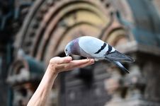 Pigeon Royalty Free Stock Photos Pigeon Royalty Free Stock Photos
