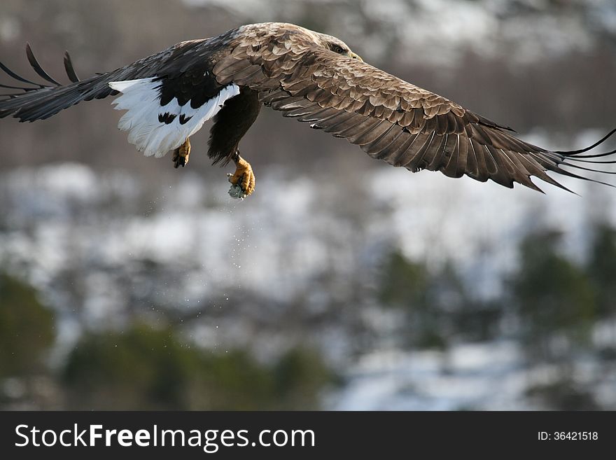 European sea eagle with spread wings in flight.