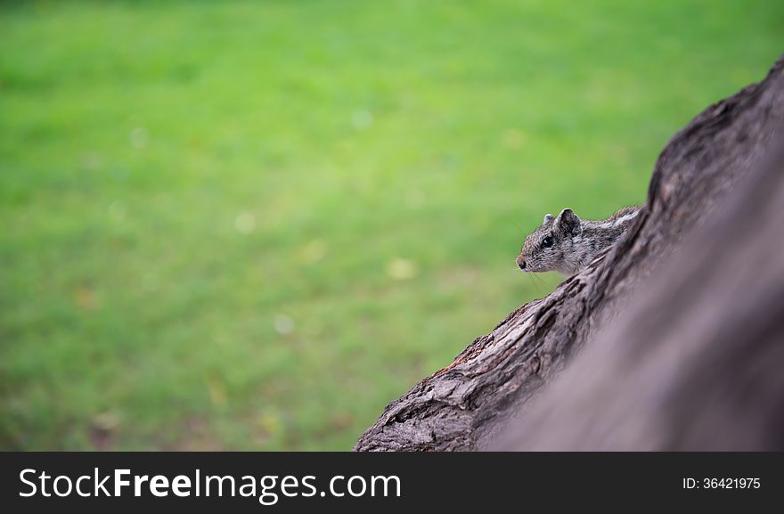 Grey squirrel tree forest
