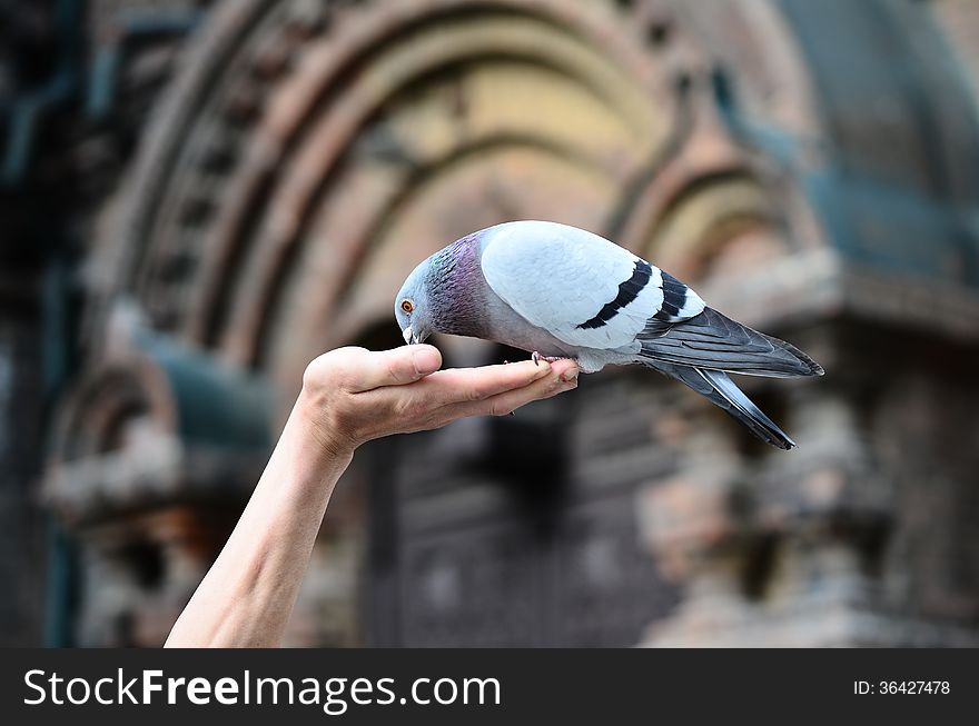 A pigeon on a hand.