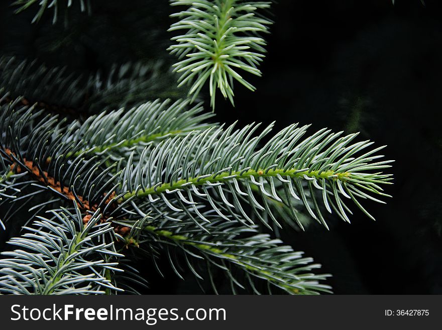 Macro branches blue spruce, shown on a dark background. Macro branches blue spruce, shown on a dark background