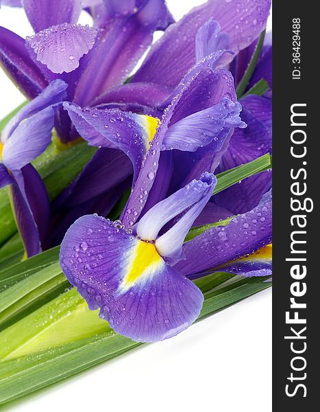 Beautiful Purple Dutch Irises with Water Droplets closeup on white background. Beautiful Purple Dutch Irises with Water Droplets closeup on white background