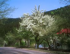 Fruit Tree Tree With White Blossoms In Countryside. Royalty Free Stock Photography
