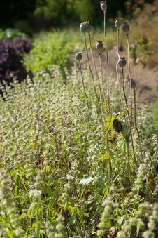 Dried Poppy Pods Royalty Free Stock Image Dried Poppy Pods Royalty Free Stock Image