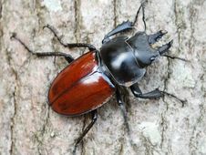 Stag Beetle&x28;male&x29; Royalty Free Stock Photo Stag Beetle&x28;male&x29; Royalty Free Stock Photo