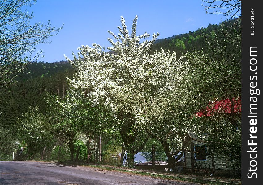 Fruit tree tree with white blossoms in countryside. Carpathian Mountain Range, Ukraine.