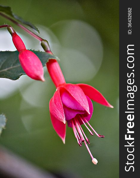 Blossoming branch of a fuchsia