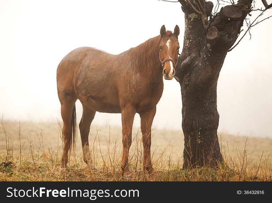 Photo of horse in the fogy rainy day