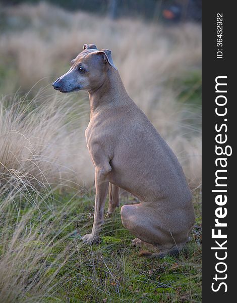 Photo of small italian greyhound on light brown fall grass. Photo of small italian greyhound on light brown fall grass