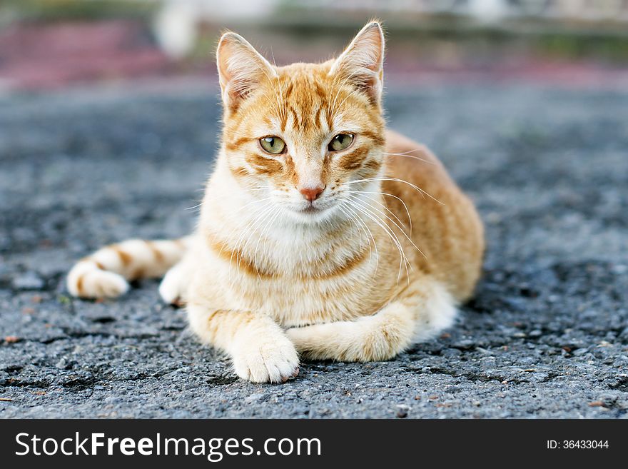 Blond and white cat posing and looking at the camera, outdoor.