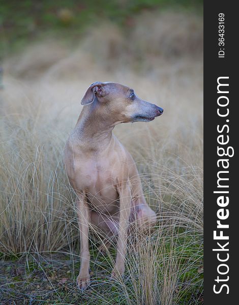 Photo of small italian greyhound on light brown fall grass. Photo of small italian greyhound on light brown fall grass