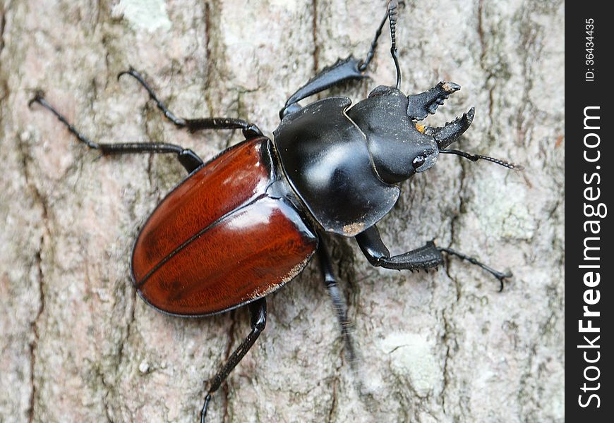 A stag beetle(Neolucanus swinhoei) crawled the trunk. A stag beetle(Neolucanus swinhoei) crawled the trunk.