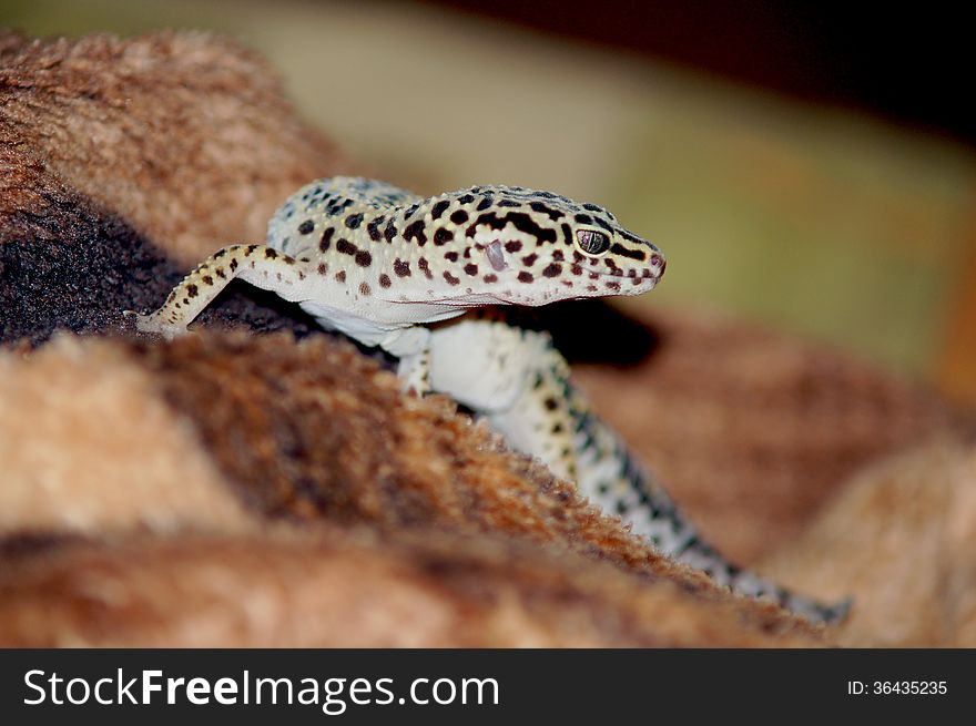 Leopard gecko (eublepharis macularius) photography