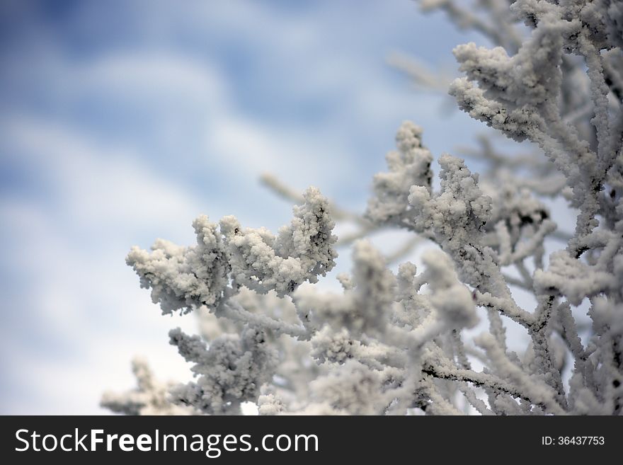Close up of frozen branches and snow falling against blue sky. Close up of frozen branches and snow falling against blue sky.